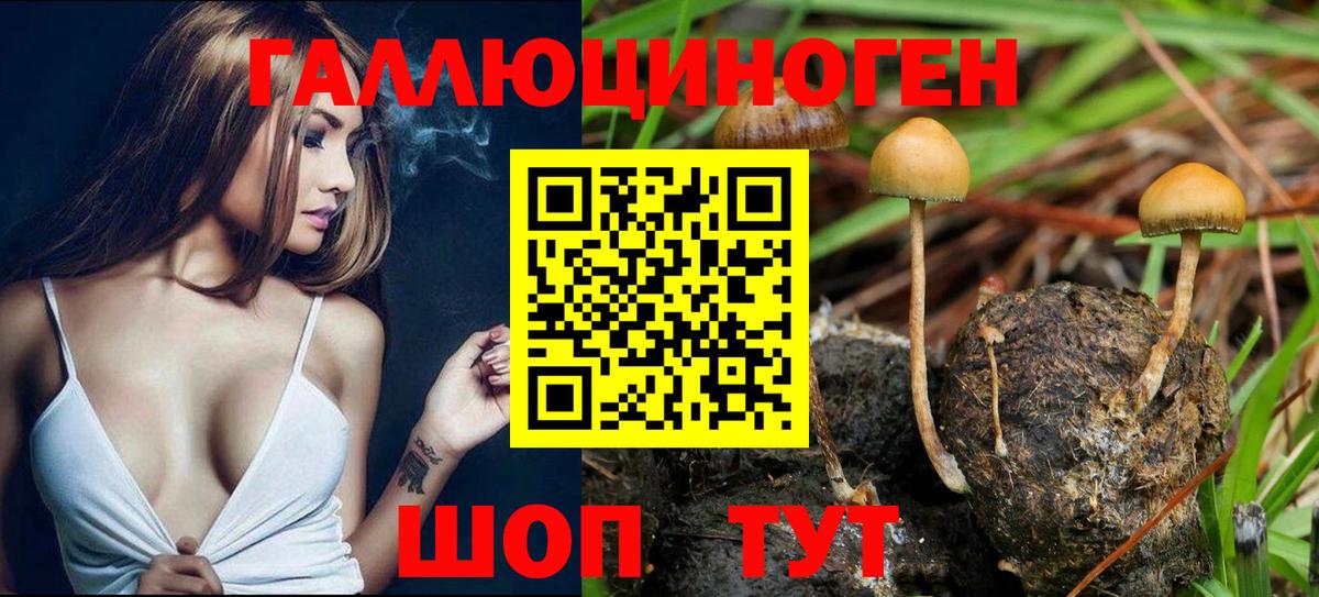 Галлюциногенные грибы Cubensis Елец